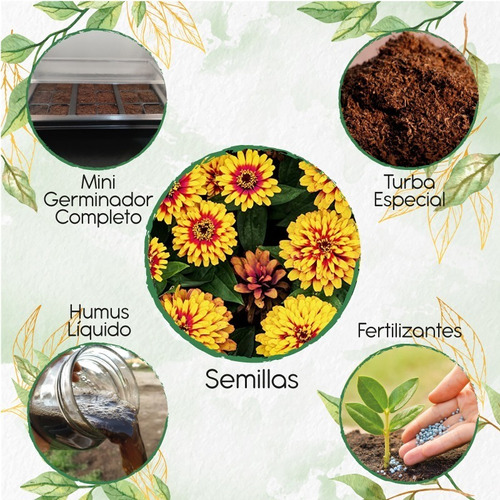 160 Semillas Zinnia Alfombra Persia + Kit Germinación Espec