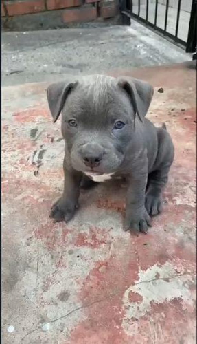 Cachorro American Bully Macho Animal Pets Colombia 