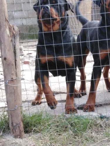 Cachorros De Rottweiler Con Pedigree Kcu