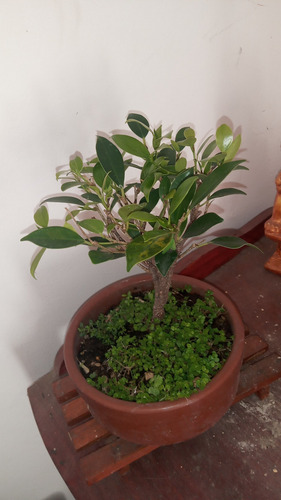 Bonsai De Tiger Bark 3 Años Maceta Cerámica Redonda