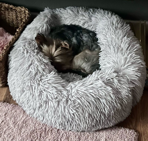 Cuidado De Perros, Guardería, Pensionado, Hotel