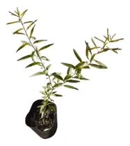 Comprar Combo De Plantas Nativas Medicinales Y Aromáticas X 8 Unid