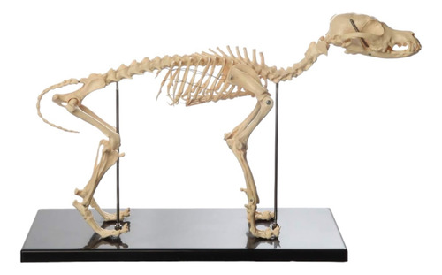 Modelo Anatómico De Perro Esqueleto Veterinaria