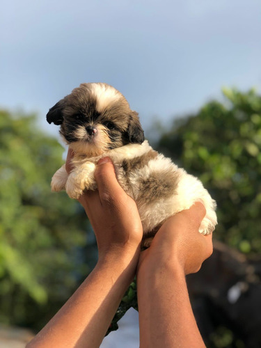 Cachorros Shitzu Mini Tricolor 