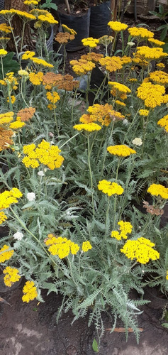 Imagen 4 de 6 de Achillea Filipendulina