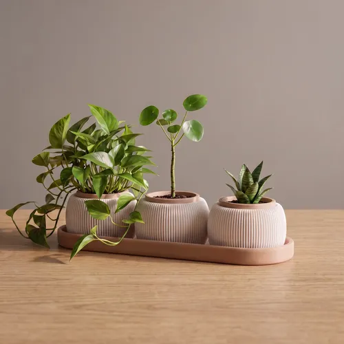 Kit 3 Vasos C/ Bandeja Para Suculenta Plantas Decoração  Casa Areia