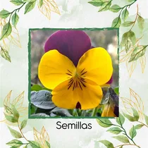 Comprar 100 Semillas Flor Pensamiento Cornuta + Obsequio Germinación