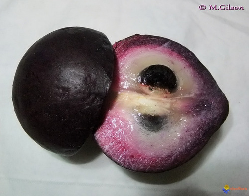 05 Sementes Orgânicas De Abiu Roxo P/ Plantio