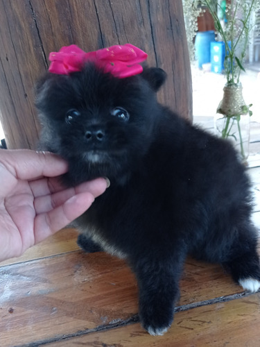 Filhote De Lulu Mini Com Atestado Veterinário