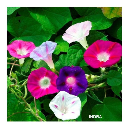 Ipomea Purpurea Mix De Colores -semillas 40 Imp.holanda