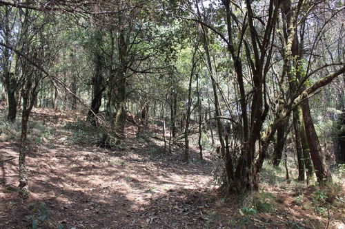 Imagen 8 de 10 de Terreno En Paraje Tetecuintla, Huitzilac, Morelos.