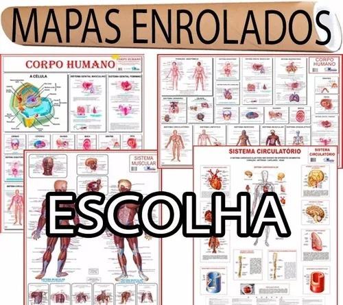 7 Mapas Do Corpo Humano Enrolados 120x90cm - Anatomia Humana