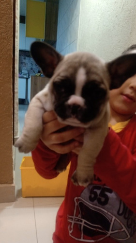 Imagem 2 de 3 de Bulldog Frances