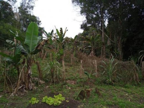 Imagem 5 de 10 de Chácara Em Iguape, Com 4.300 M² De Área Total, Possui Bananal E Outras Plantações Ref: 8703/ac