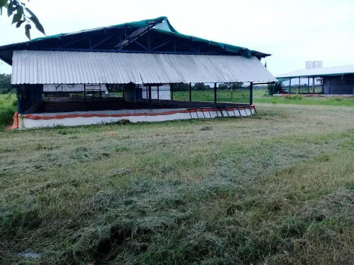 Imagen 7 de 25 de Finca Bufalina Barinas, Parroquia San Silvestre En Venta