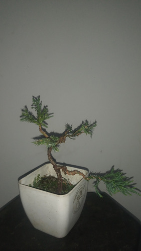 Bonsai De Junipero Joven En Maceta Cuadrada Pequeña