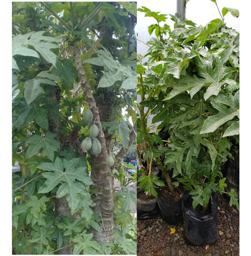 Planta De Chamburo Arboles Frutales De Sierra Venta Y Envios