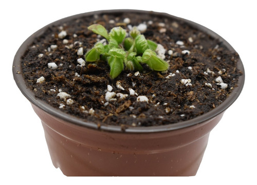 Imagen 4 de 4 de Planta Carnívora Cephalotus Follicularis Talla Chica El Rey