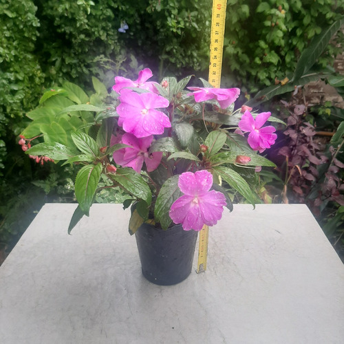 Imagen 3 de 6 de Planta Alegria Guineana Color Lila Moron Raices Arcoiris