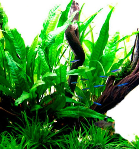 Musgo De Java + Microsorum