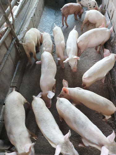 Imagen 12 de 29 de Finca Mixta + Manga De Coleo De 1 Ha En Guayabita En Turmero