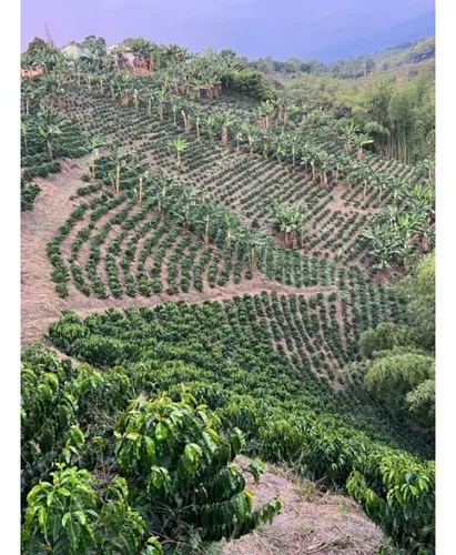 Se Vende Finca Cafetera Tecnificada En Armenia - Quindío