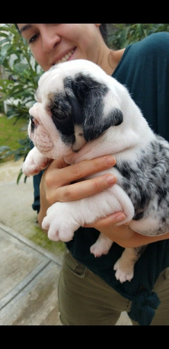 Imagen 3 de 8 de Bulldog Ingles Exotico