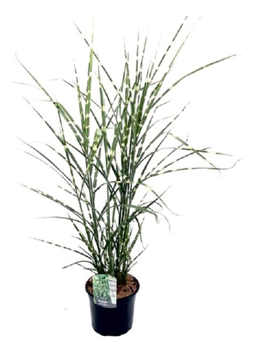 Planta Hierba Pasto Zebra - Ideal Jardines - Envíos