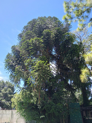 Semillas De Araucaria (piñón) Comestibles. Los Más Grandes.