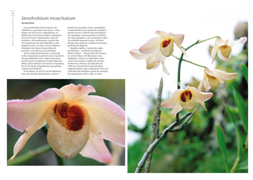 Enciclopédia das Orquídeas - Volume 11, de Editora Europa. Editorial Editora Europa Ltda., capa mole em português, 2021