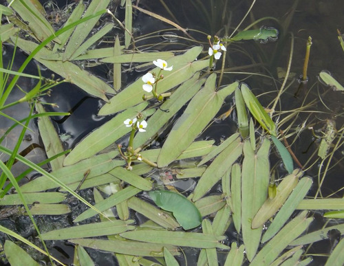 Sagittaria Subulata Var. Natans Low Tech