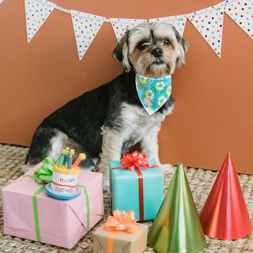 30 Pañuelos De Sublimación Para Mascotas, En Blanco, Por