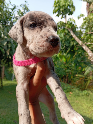 Cachorros Gran Danés 