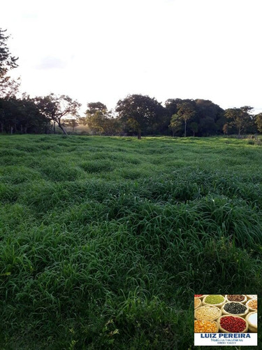Imagem 8 de 15 de Fazenda À Venda No Vale Do Araguaia - T0 - 36 Alqueirões (dupla Aptidão) - 1675
