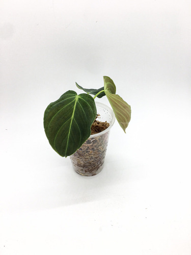 Philodendron Splendid (melanochrysum X Verrucosum)