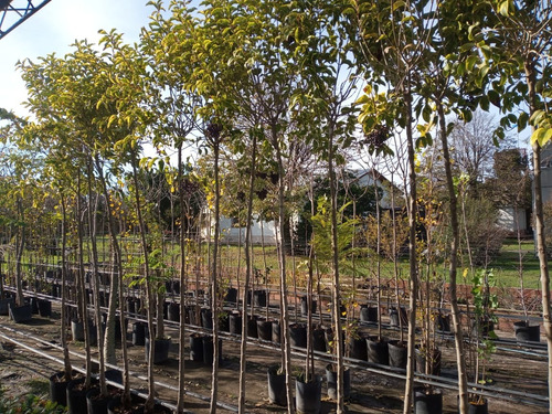 Imagen 4 de 8 de Arbol De Vereda Ligustro Disciplinado - Excelente
