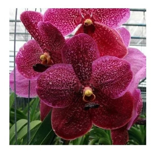Muda Joven Orquidea Vanda Lindas Varias Cores Promocao