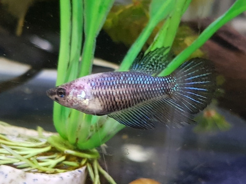 Pez Betta Hembra Splendens 