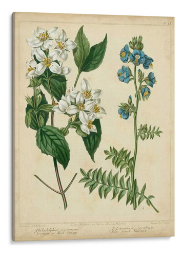 Canvas Lab Cuadro Cottage Florals I 30x40, Sydenham Edwards