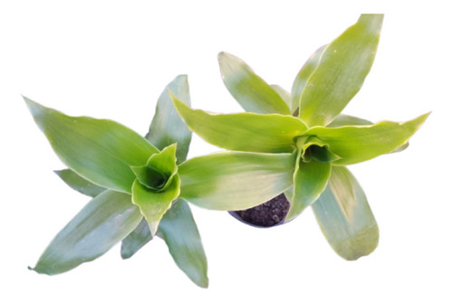 Planta Callisia Fragrans, Malamadre- C/hijos- Falsa Bromelia