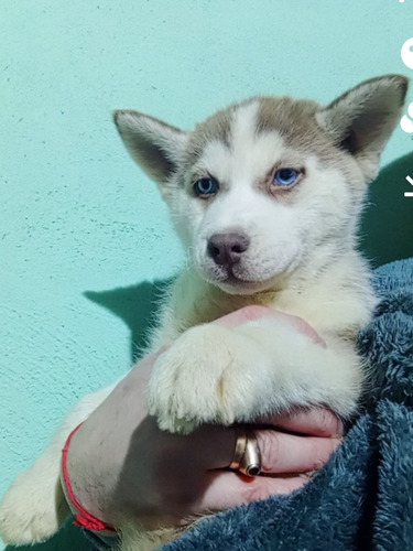 Husky Macho