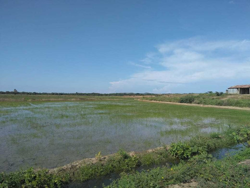 Te Vendo Excelente Finca De Arroz En Monte Cristi