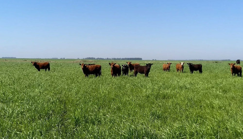 Imagen 1 de 1 de Sc1265 Campo Ganadero En Chalileo. La Pampa