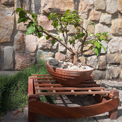 Bonsai Natural Floral Buganvilla Trinitaria