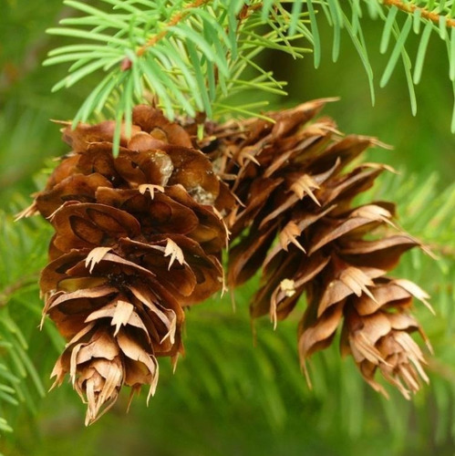 Sementes Pseudotsuga Menziesii Árvore Madeireira Para Mudas