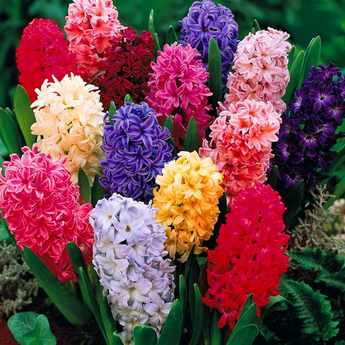 50 Sementes Flor Hyacinthus Orientalis Jacinto Sortida!! | Parcelamento sem  juros