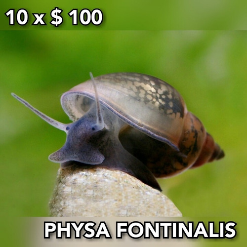 Caracol De Acuario Physa Fontinalis 10 X $ 100.