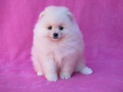 Filhote Spitz Alemão Anão Femea Lulu Da Pomerania Spitiz