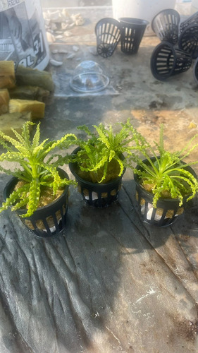 Pogostemon Helferi