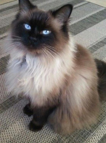 Gatitos Persa Himalaya